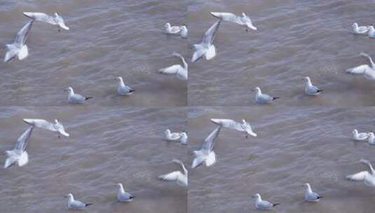 海鸥 海边 海平线 日出 群鸟 大海高清在线视频素材下载