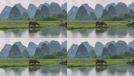 水牛在水边草地吃草的乡村自然景观高清在线视频素材下载