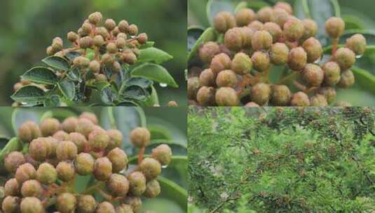 风雨中的花椒树青花椒03【套组】高清在线视频素材下载