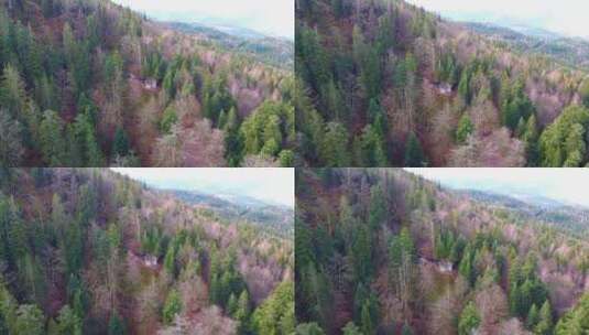 航拍山上的树木景观高清在线视频素材下载