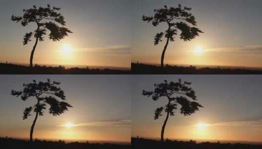 日落下的小树苗延时镜头高清在线视频素材下载