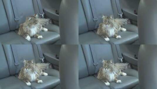 一只缅因州浣熊猫坐在汽车后座张望高清在线视频素材下载
