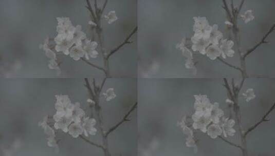 上海海边礁石樱花log灰色实拍原素材高清在线视频素材下载
