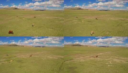 中国新疆巴音布鲁克草原与牛群高清在线视频素材下载