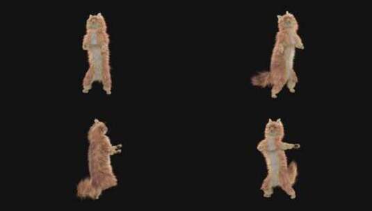 跳舞的猫高清在线视频素材下载