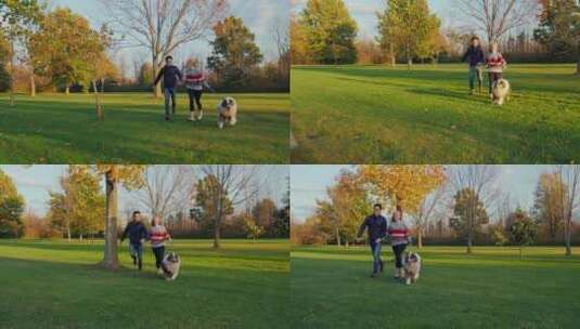 奔跑在草坪上的夫妇和狗高清在线视频素材下载