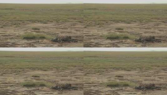 沙漠中的动物骨架高清在线视频素材下载