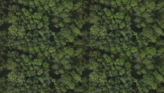 航拍森林景观高清在线视频素材下载