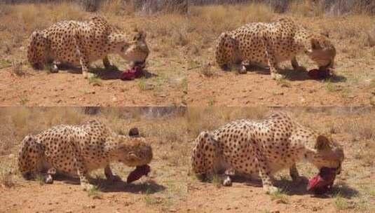 一只美丽的猎豹在非洲平原上吃新鲜的红肉高清在线视频素材下载