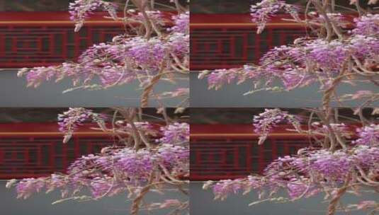 中国北京故宫博物院内绽放的藤萝花竖屏高清在线视频素材下载
