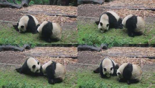 大熊猫乐园高清在线视频素材下载