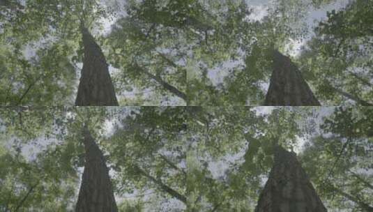 逆光仰拍白杨树高清在线视频素材下载