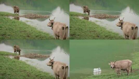 在河边悠闲吃草的奶牛高清在线视频素材下载