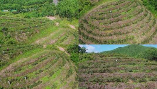 视频游客村民山上摘捻子高清在线视频素材下载