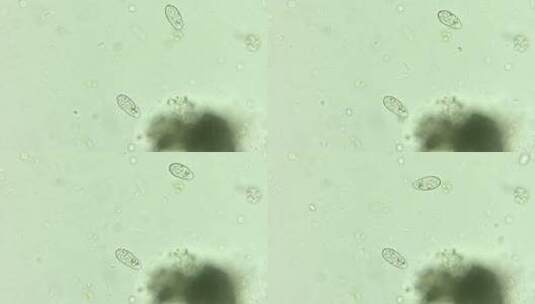 微生物纤毛虫细菌单细胞原生生物 2高清在线视频素材下载
