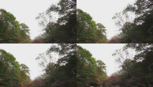 枫叶红了秋季风景高清在线视频素材下载