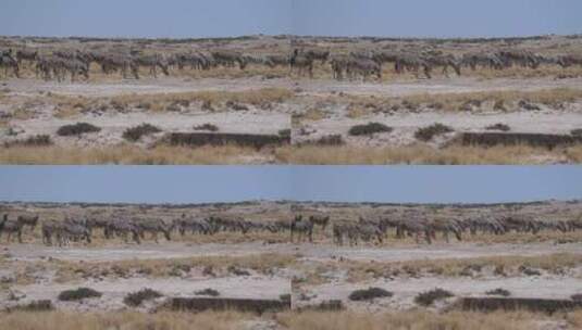 一群斑马在阳光下吃草高清在线视频素材下载