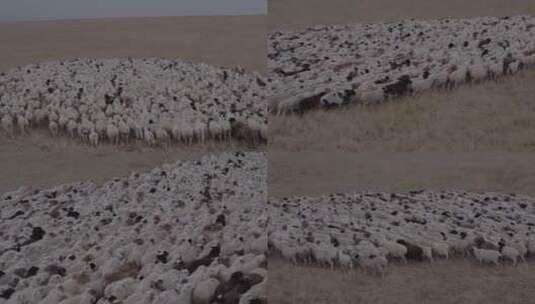 内蒙古呼伦贝尔大草原羊群高清在线视频素材下载