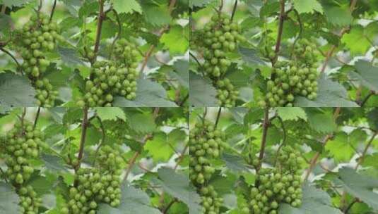 种植园里的青葡萄高清在线视频素材下载