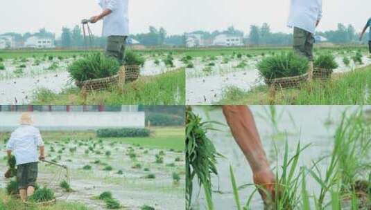 人工种植水稻高清在线视频素材下载