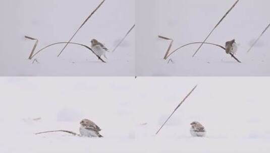雪地里觅食的小鸟高清在线视频素材下载