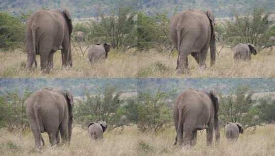 高高的草丛中的大象高清在线视频素材下载