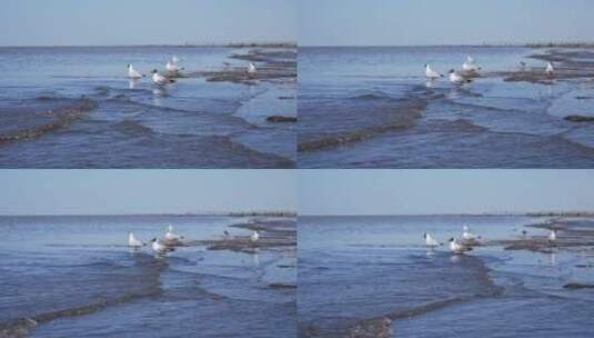 海鸥 升格 慢镜头 海鸟 海鸥群 飞翔高清在线视频素材下载