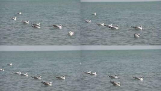 青海湖湖水里鸭子4K高清在线视频素材下载