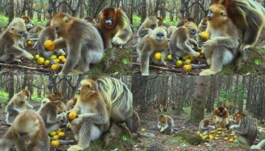 金丝猴群一同进食高清在线视频素材下载