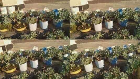 植物沙漠植物仙人掌科高清在线视频素材下载