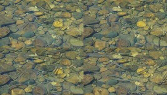 武夷山九曲溪鱼在水中游高清在线视频素材下载