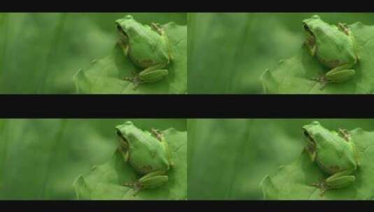 一只青蛙蹲在荷叶上生态自然环境高清在线视频素材下载