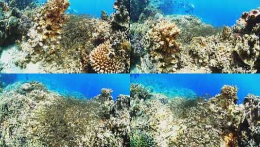海底世界 珊瑚礁高清在线视频素材下载