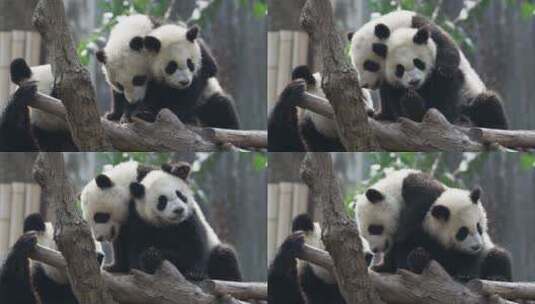 大熊猫妈妈和两个幼崽一起玩耍高清在线视频素材下载