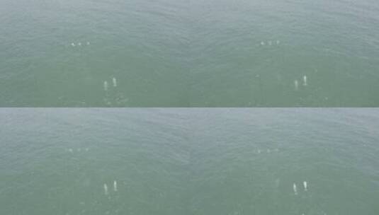 海里白海豚欢快游水高清在线视频素材下载