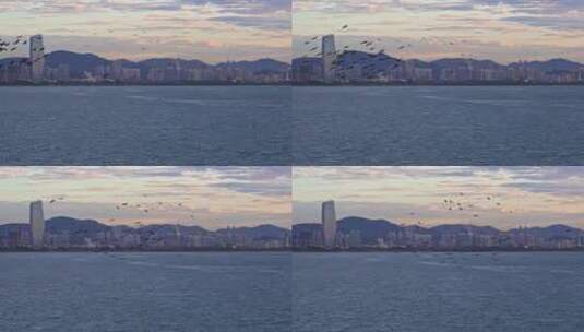 深圳湾公园海边清晨海鸟成群高清在线视频素材下载