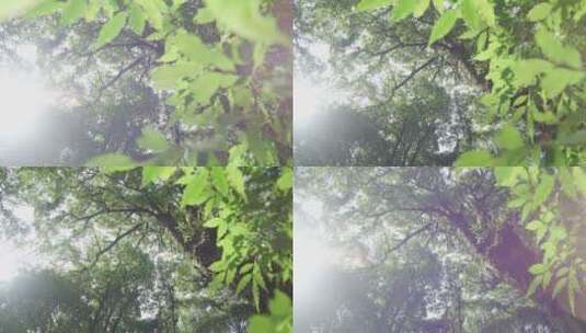 森林风景素材01高清在线视频素材下载
