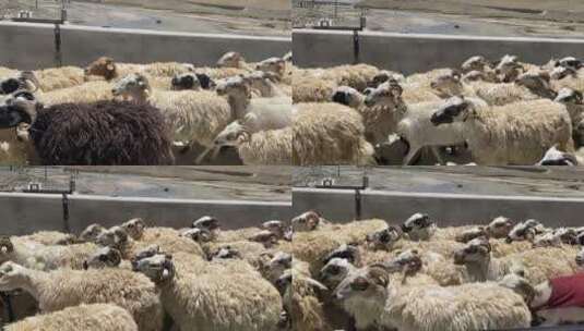 动物牛羊成群路过道路高清在线视频素材下载