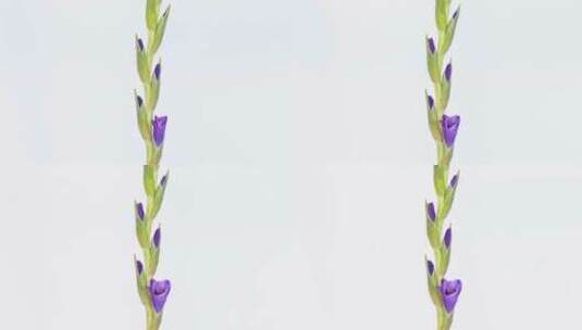 紫色的剑兰花朵在白色背景上绽放的延时高清在线视频素材下载