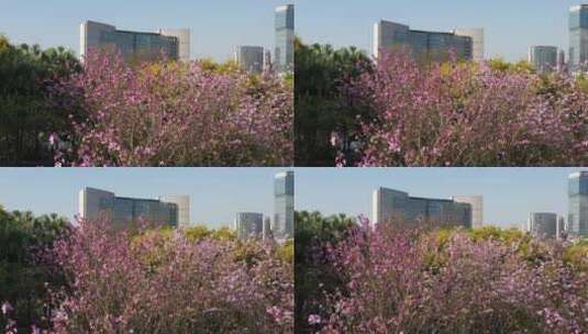 航拍国内柳州市紫荆花高清在线视频素材下载