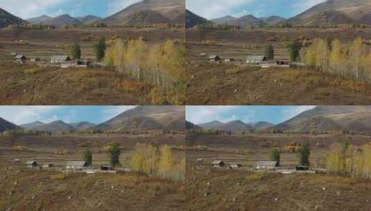 新疆阿勒泰禾木乡秋天树林村庄自然风光高清在线视频素材下载