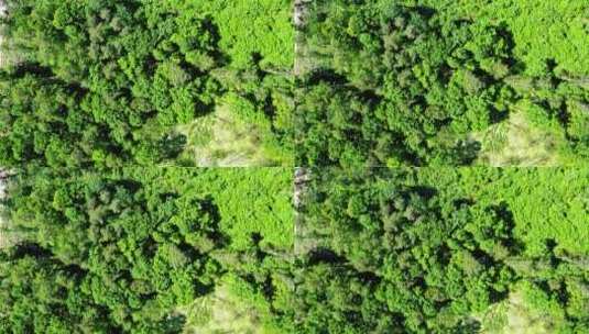 夏季绿色森林的鸟瞰图高清在线视频素材下载
