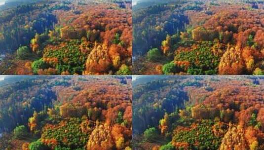 航拍秋天森林景观高清在线视频素材下载