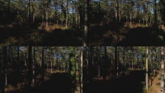 航拍清晨的森林高清在线视频素材下载