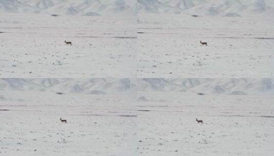 孤独的藏羚羊高清在线视频素材下载