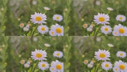 唯美白色小雏菊高清在线视频素材下载