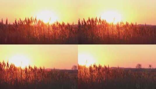 夕阳苇草原野摇镜头空境转场高清在线视频素材下载