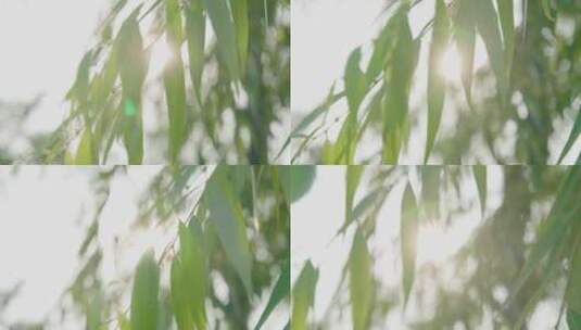 垂柳柳树-唯美逆光小清新高清在线视频素材下载