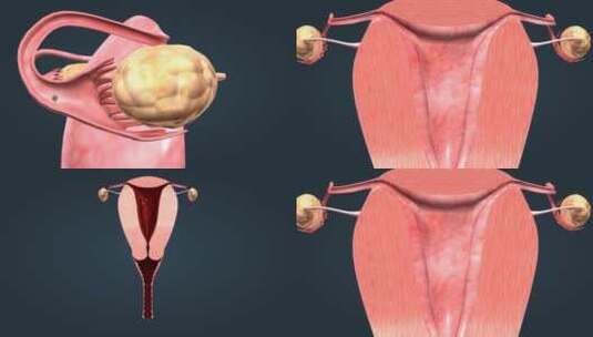 人体解剖女性生殖器官子宫卵巢排卵期月经期高清在线视频素材下载