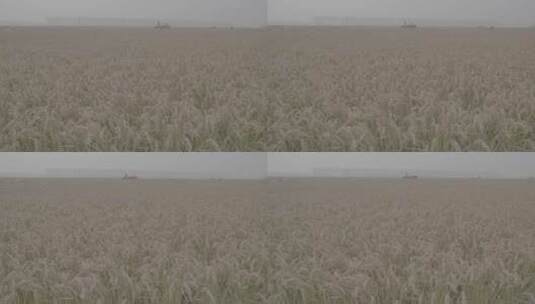 水稻机械化收割LOG高清在线视频素材下载